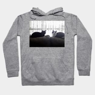 Cats on a couch Hoodie